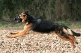 BERGER ALLEMAND 1044